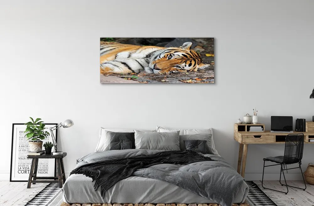 Canvas képek fekvő tigris 100x50 cm