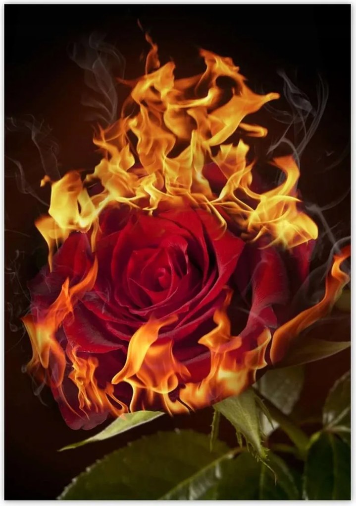 Poszterek 70x100 Vörös lángoló rózsa