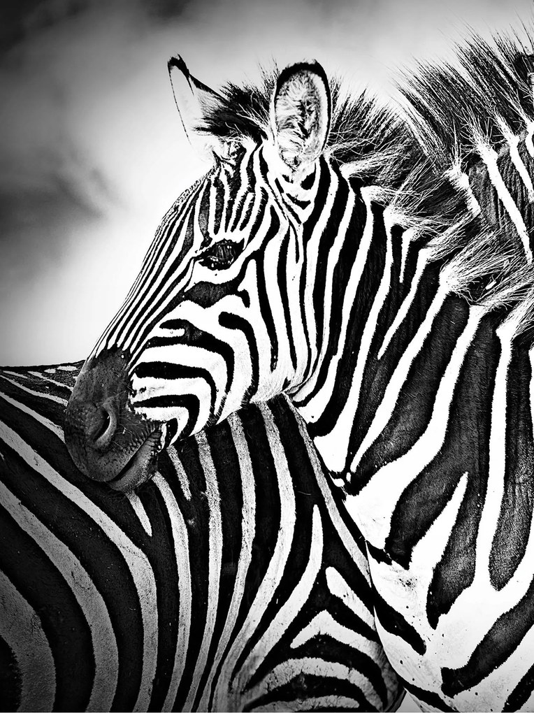 Zebra fotótapéta zebra fotótapéta 206 x 275