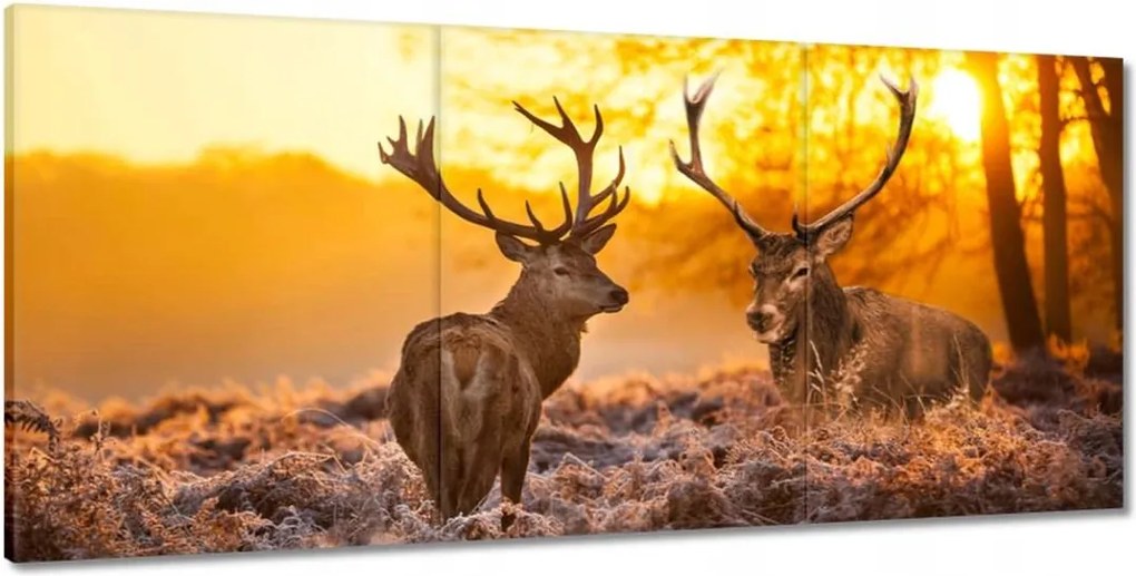 Képek 210x100 Szarvasok a hajnalban