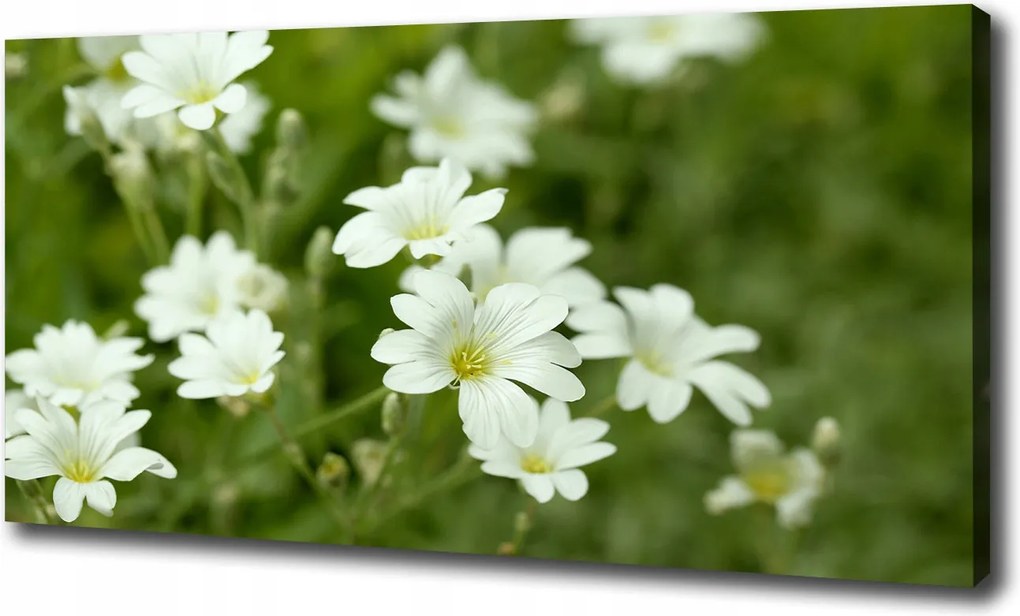 Vászonkép Tavaszi virágok 100x70 cm