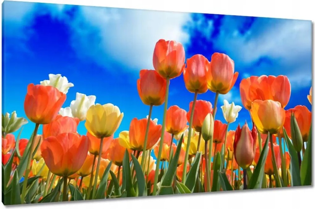 Vászonkép 120x70 Színes tulipánok