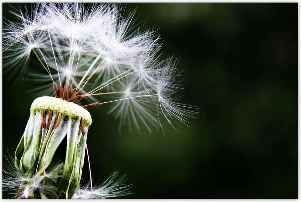 Poszterek 120x80 Pitypang Virág Virágok