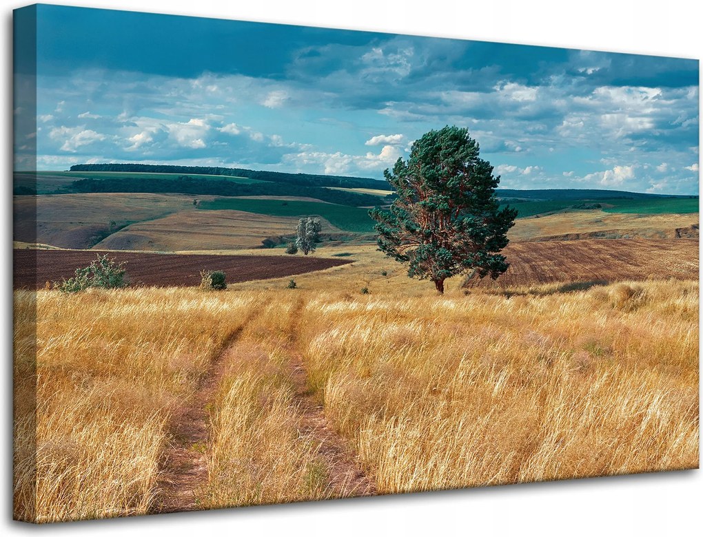 Vászonkép Gabonamező Természet Felhők Tájkép 80x50 cm