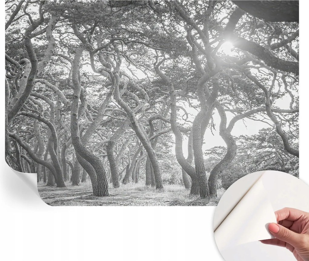 Fotótapéta Öntapadós Dekoratív tapéta Klíma erdő 312x219 cm