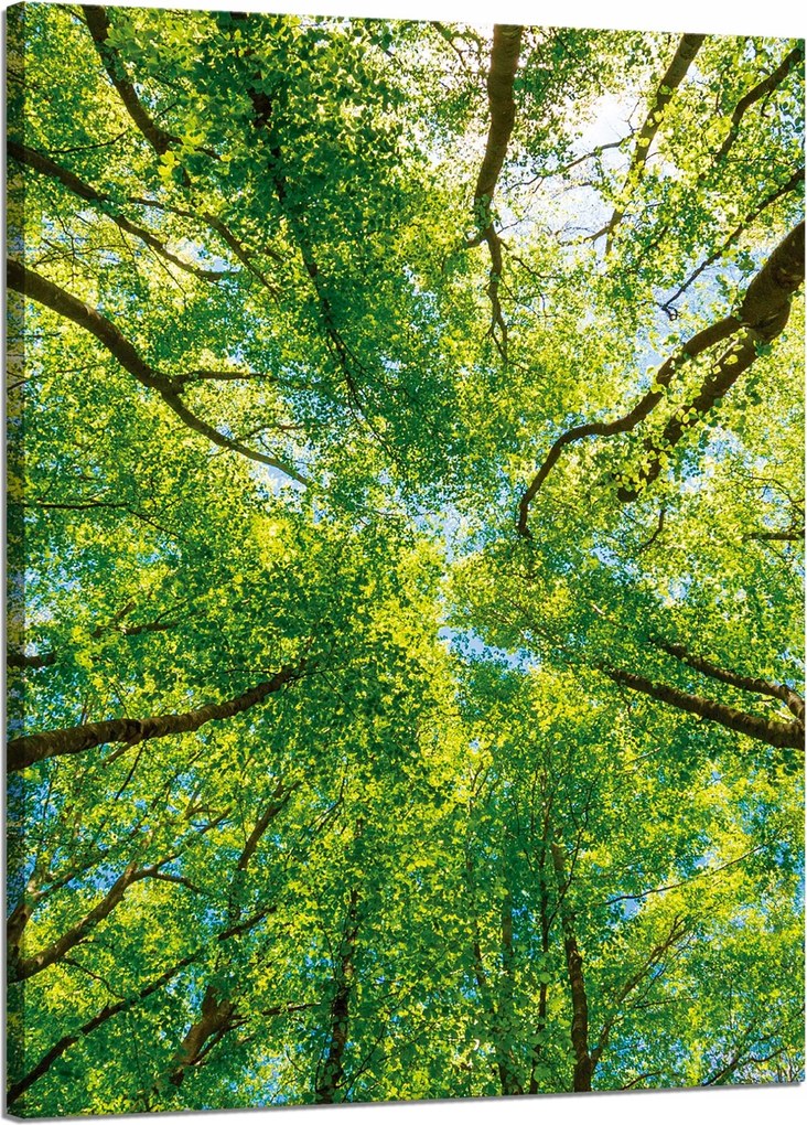 Vászonkép Fák Levelek Természet Erdő Tavasz 50x70 cm