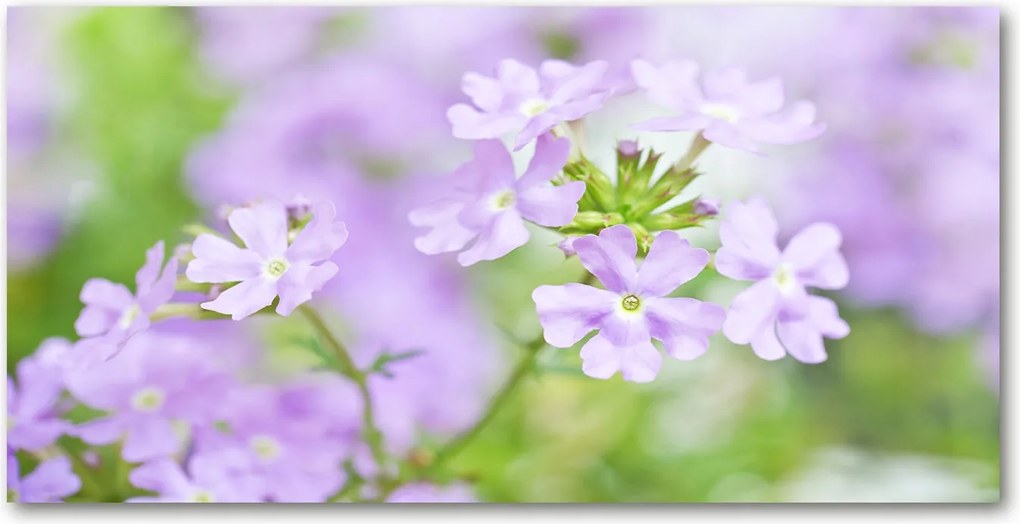 Üvegpanel konyhába Verbéna 120x60 cm Ragasztó