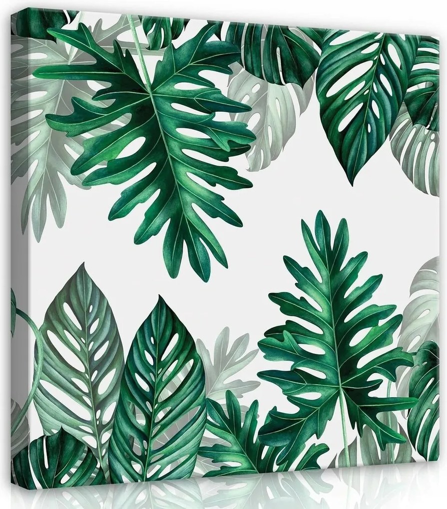 Vászonkép 40x40 Trópusi levelek zöld Monstera botanika természet frissesség