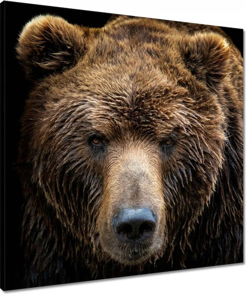Vászonkép 60x60 Medve portré