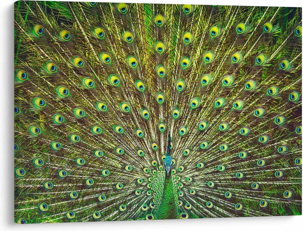 Kép - Páva (70x50 cm)