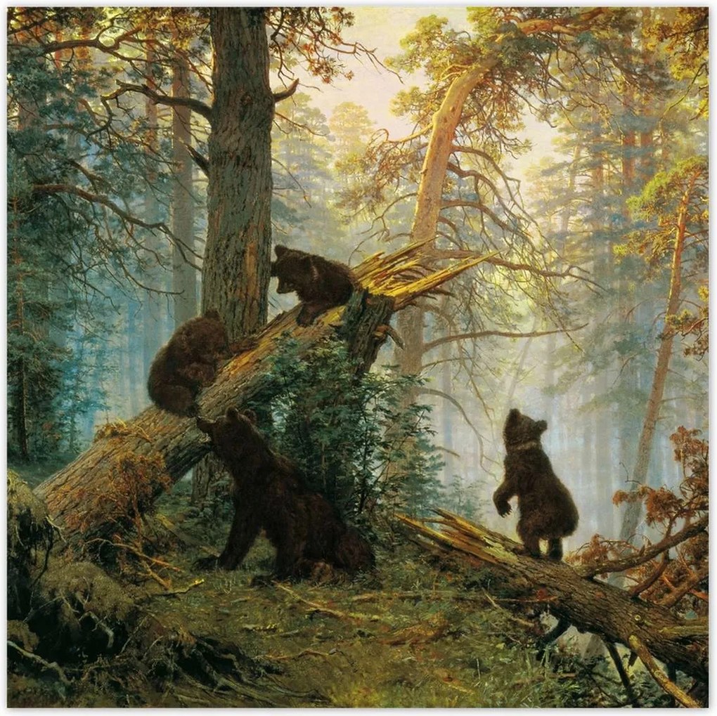 Poszterek 100x100 Reggel a fenyőerdőben