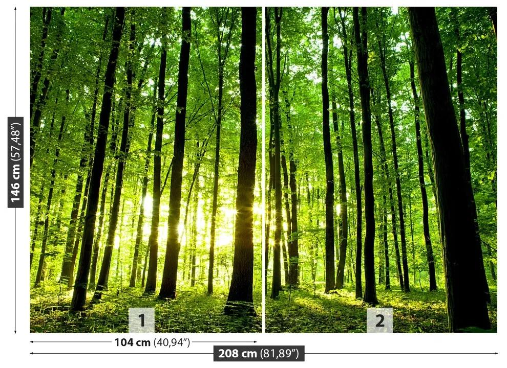 Fotótapéta Zöld erdő 104x70 cm