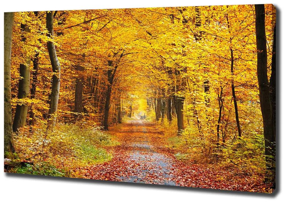 Vászon nyomtatás Erdő ősszel pl-oc-100x70-f-86844242