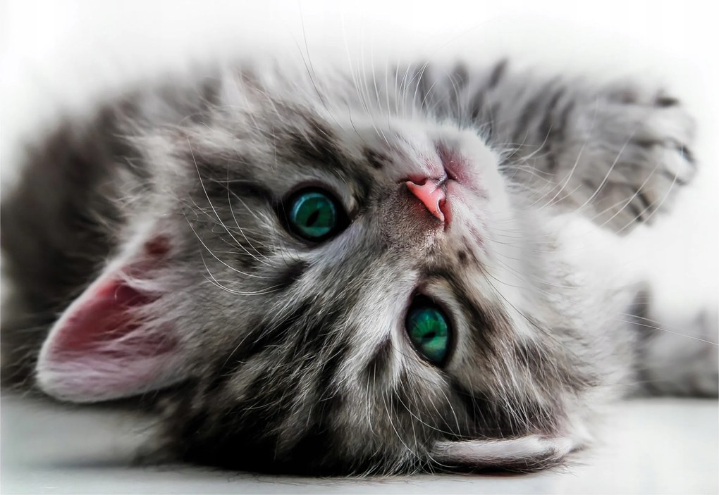 Fotótapéta Macskával Cica Gyerekeknek 312x219