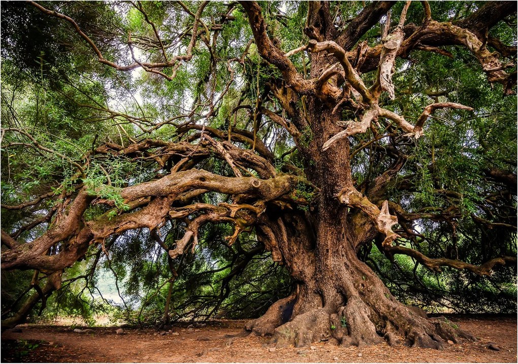 Fotótapéta Az élet fája természet vinil 368x280 hálószoba nappali boho +ragasztó