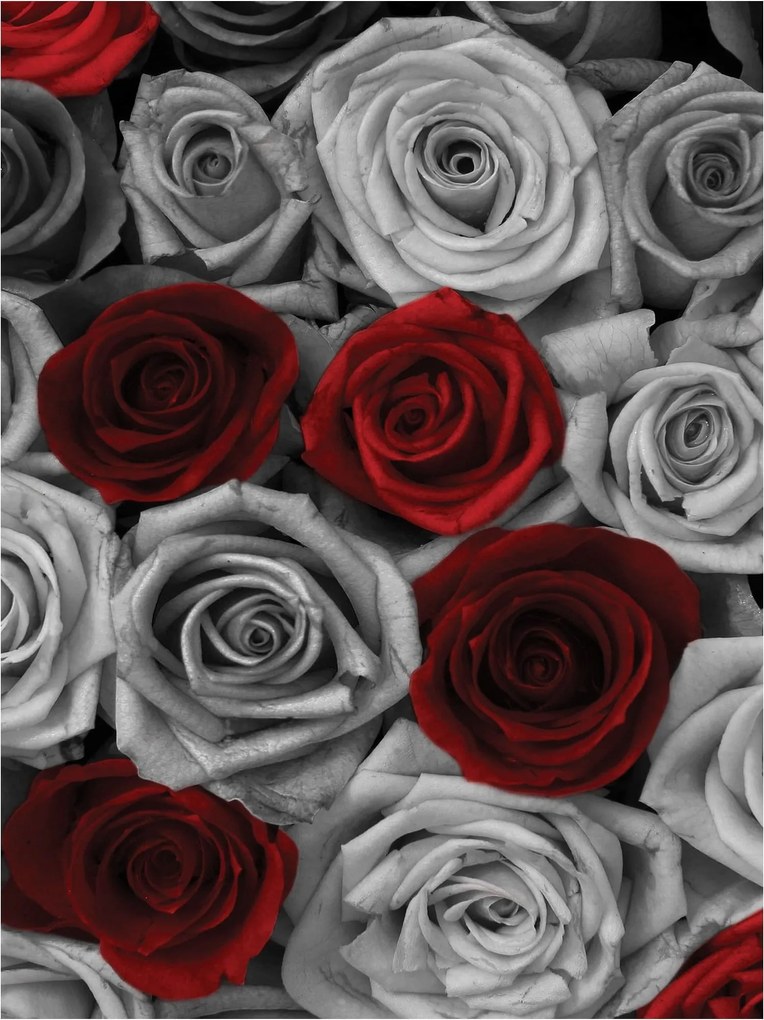 Fotótapéta Virágzó vinil rózsák a hálószoba nappaliba 184x254 +ragasztó