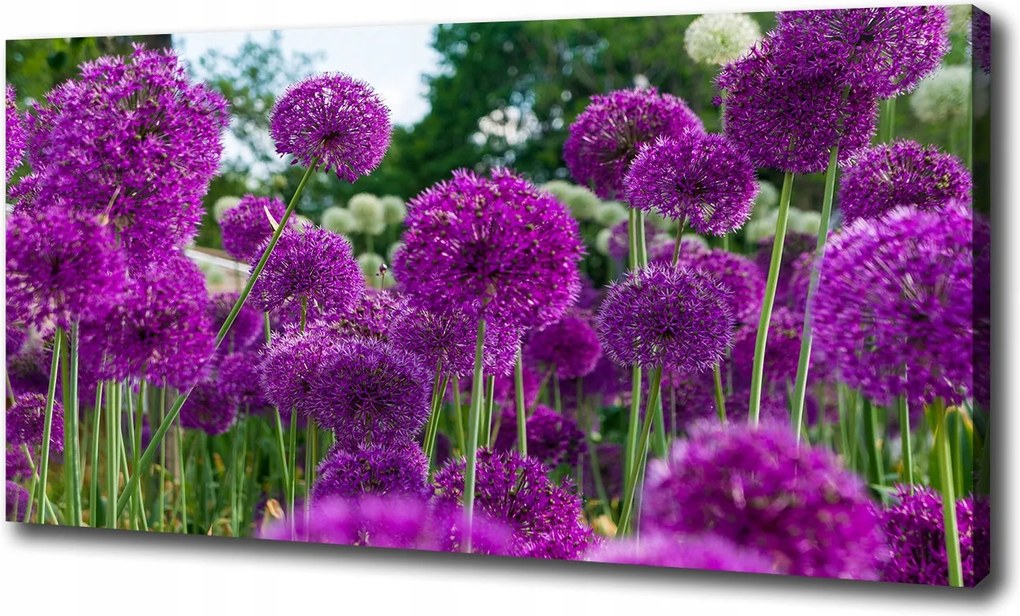 Vászonkép Fokhagyma virágok 120x60 cm