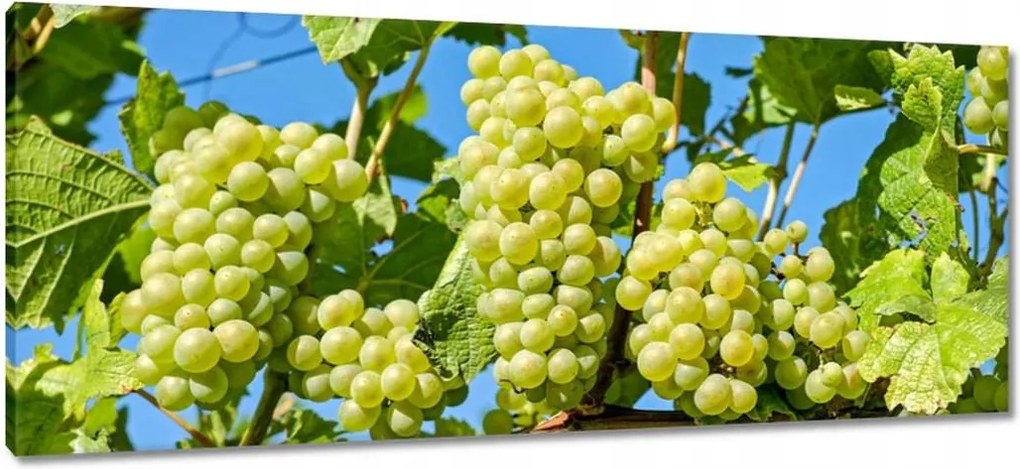 Vászonkép 100x40 Zöld szőlő