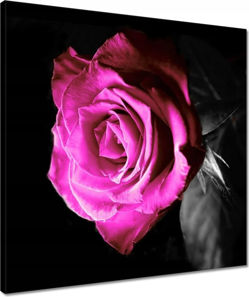 Vászonkép 50x50 Rózsa lila