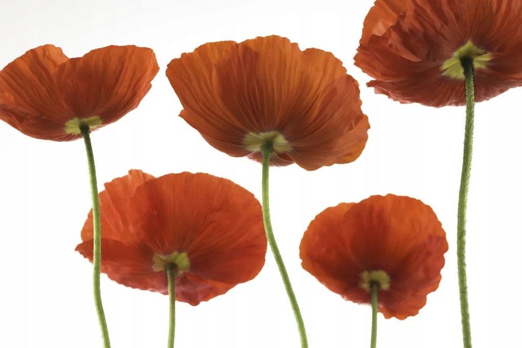 Poszter 45x30cm Five Poppies, Assaf Frank