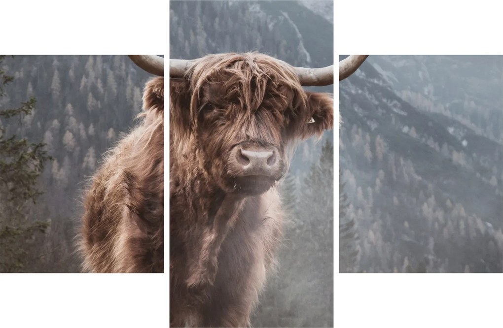 Kép - Highlander tehén (90x60 cm)