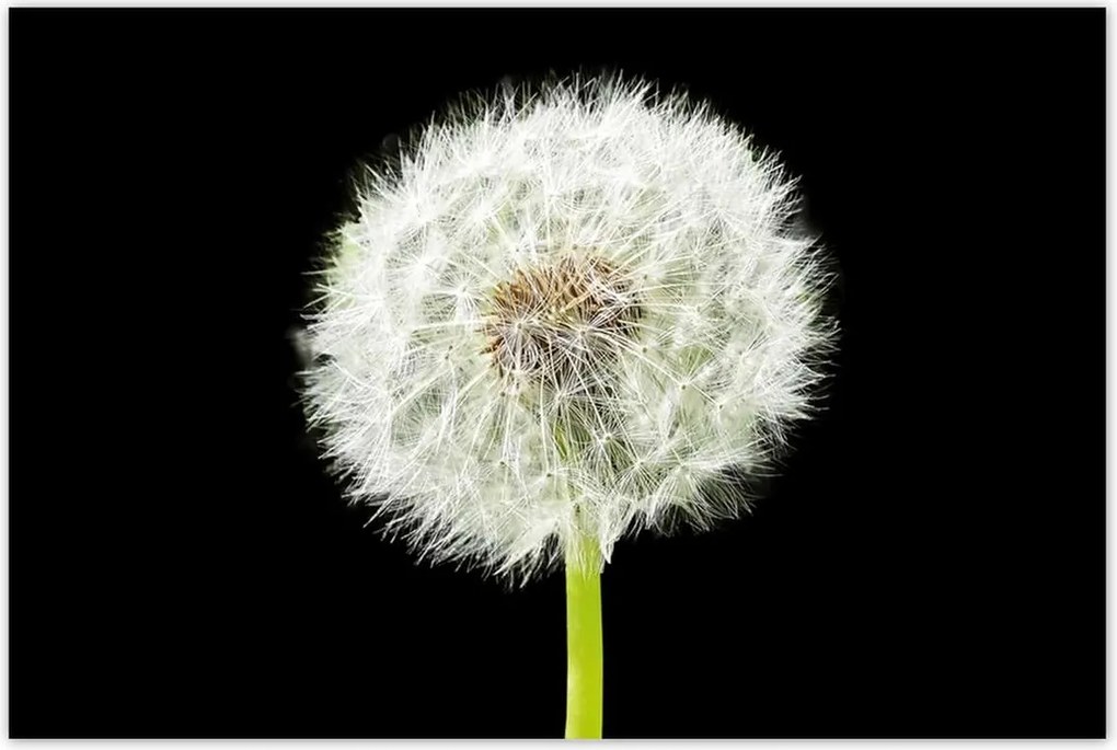 Poszterek 120x80 Pitypang virág rét