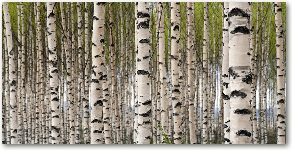 Fotó vászonkép edzett üveg Nyírerdő 140x70