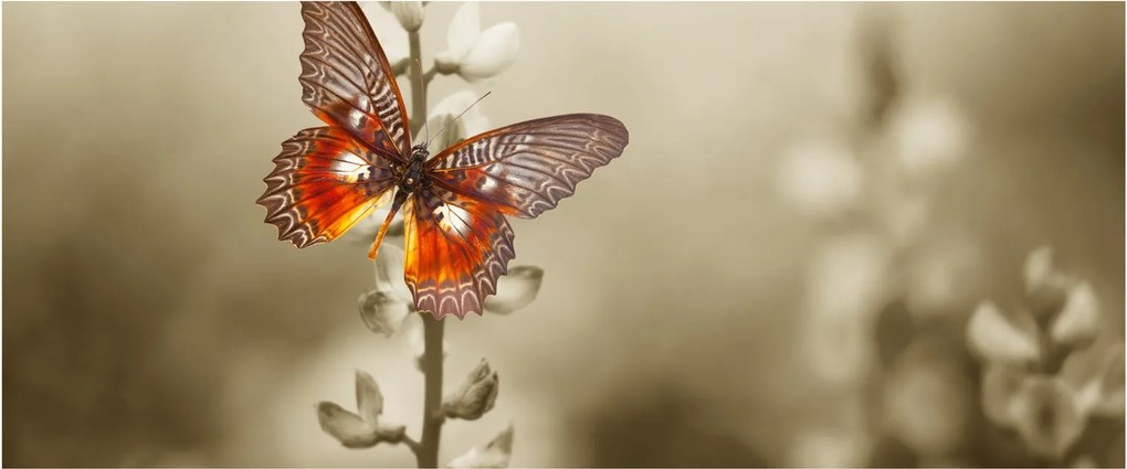 Pillangó képe (120x50 cm)