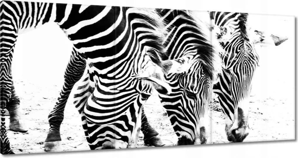 Vászonkép 120x60 Zebra csíkok