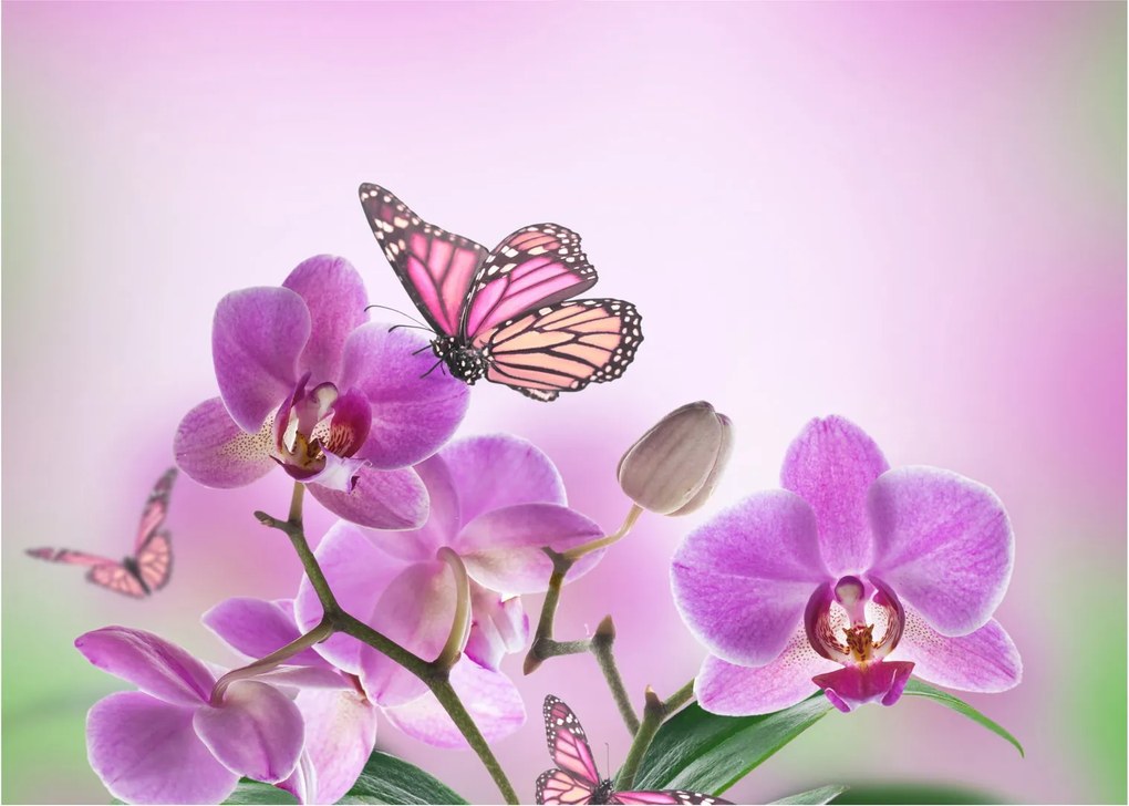 Üveg kép - Pillangó orchidea virágon, lila (70x50 cm)