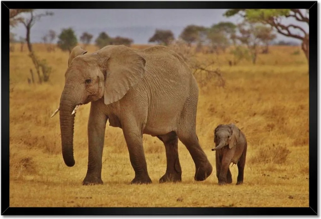 Poszterek keretben 60x40 Elefánt az anyjával