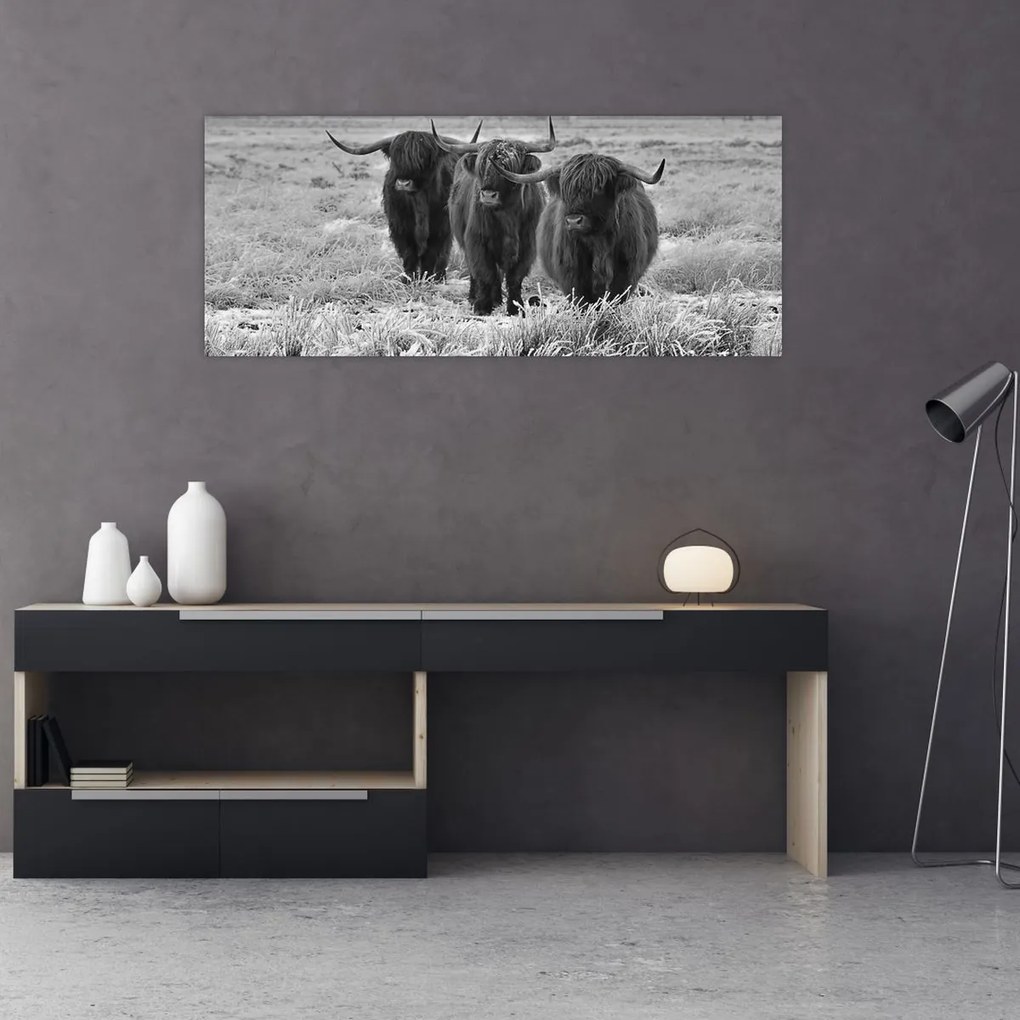 Kép - Skót tehenek (120x50 cm)