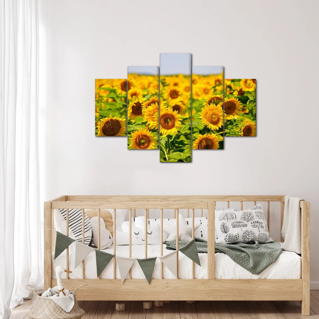 Kép - Napraforgók (150x105 cm)