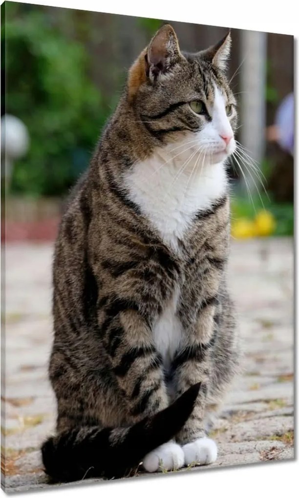 Vászonkép 70x100 Cica Cicák