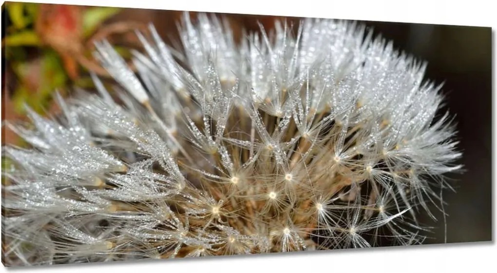 Vászonkép 115x55 Pitypang Virág Virágok