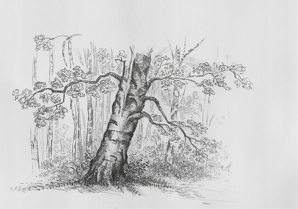 Dekoratív Fotótapéta Hálószobába Erdei fa 312x219 Ragasztó