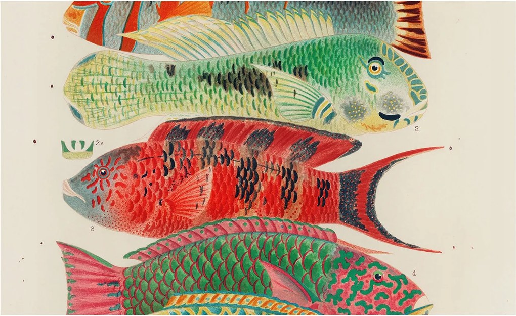 Flizelina Dekoratív Fotótapéta Hálószobába Egzotikus halak 416x254 Ragasztó