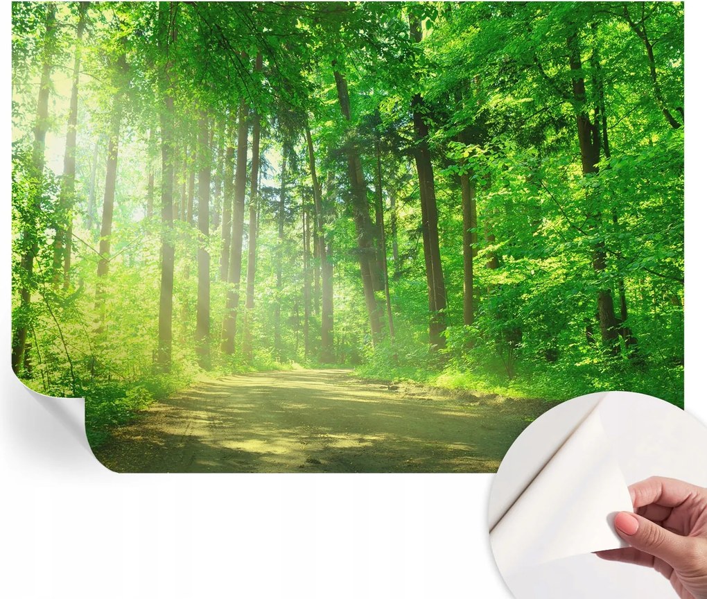 Öntapadós tapéta Divatos 3D fali ragasztóval Erdei ösvény 312x219 cm