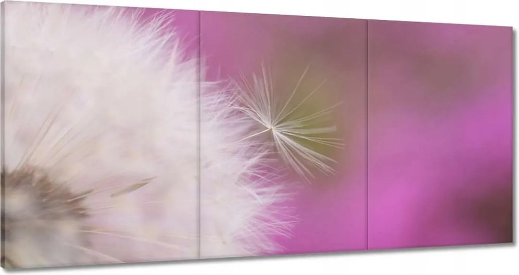 Vászonkép 120x60 Pitypang Virág Virágok