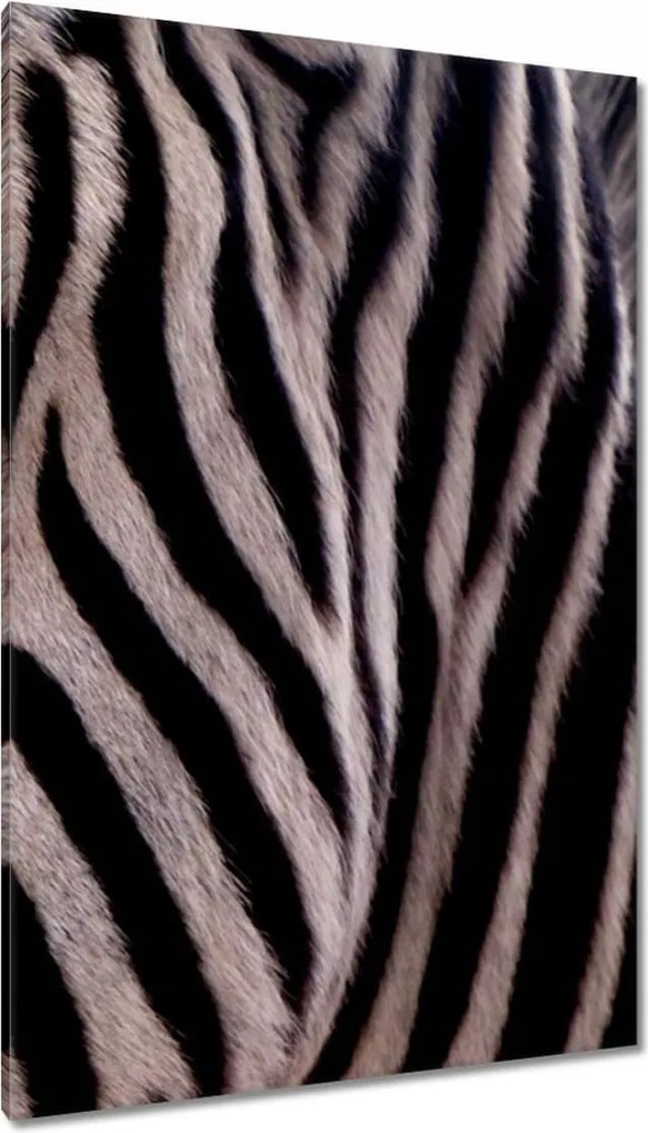 Festmények 80x120 Makro fotó zebra