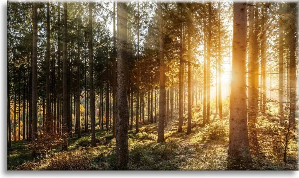 Nyírfák Napfák Vászonkép Reggel 70x50 cm Ajándéknak is tökéletes