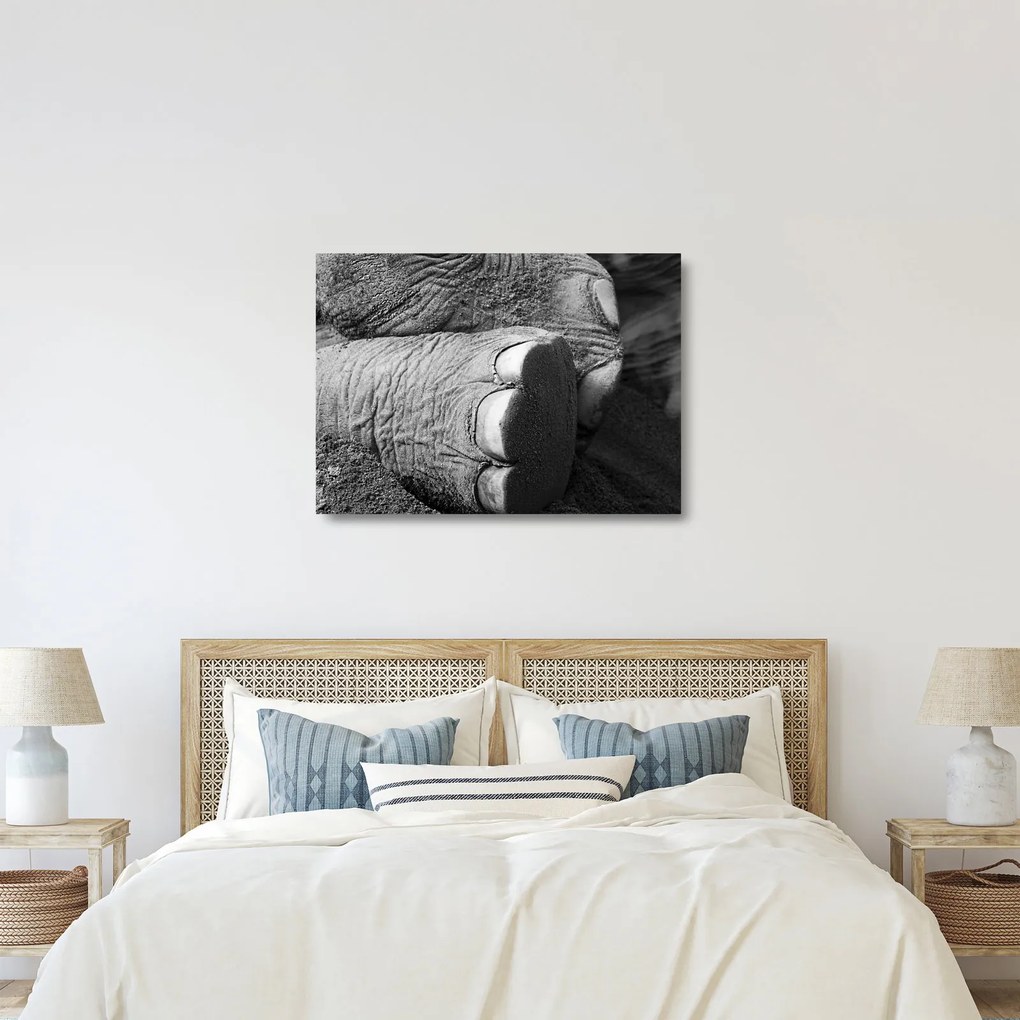 Üveg kép - Elefánt láb (70x50 cm)