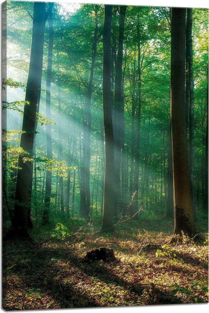 Vászonkép Erdő Fák Nap sugarai 40x60 cm