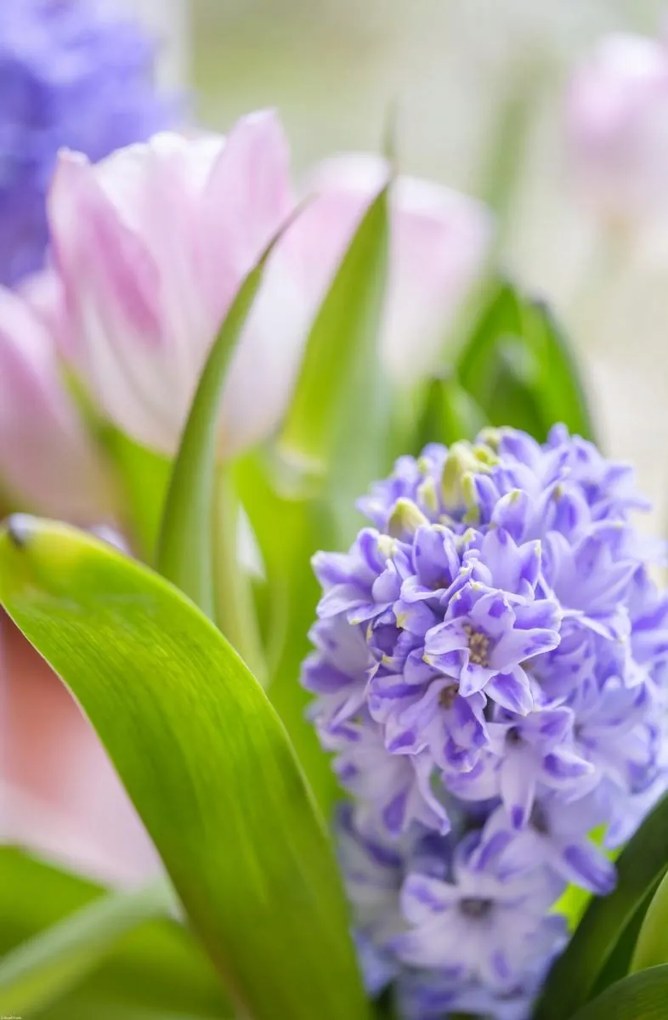 Poszter 56,6x86,4cm Jácint és tulipánok közelkép, Assaf Frank