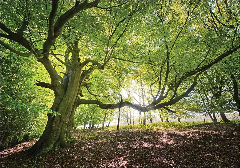 Fotótapéta Erdő Fák Nap Természet vinil 368x280 +ragasztó