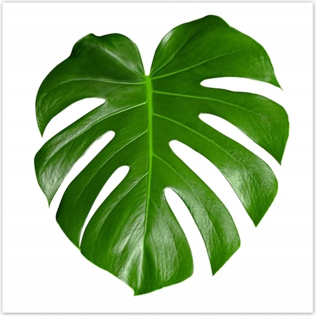 Poszterek 100x100 Monstera Lyukas levelek