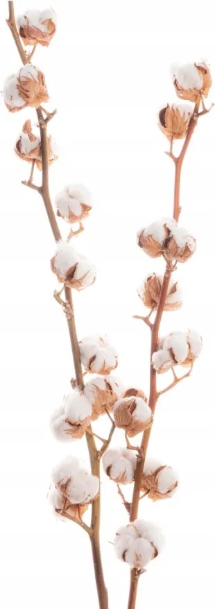 Szárított pamut ág 10 rügy szárított virágok természetes pamut
