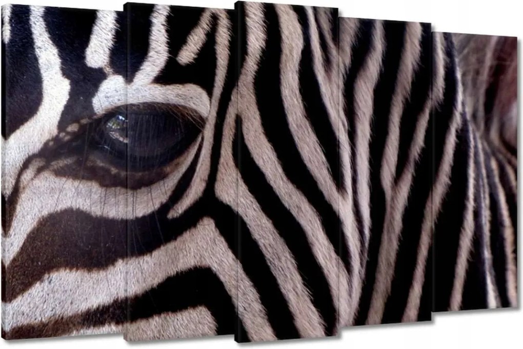 Festmények 150x95 Makro fotó zebra