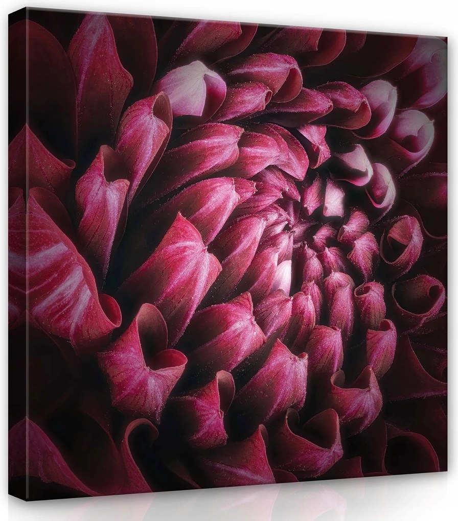 Vászonkép 80x80 Virág Makro Dália vagy Krizantém Szirom Fény Textúra