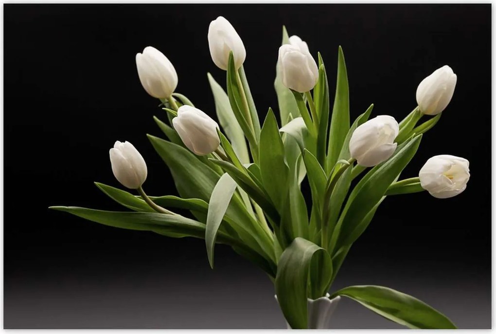 Poszterek 120x80 Fehér tulipánok vázában